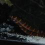 freshwater fish - pangio sp. - black kuhlii loach stocking in 37 gallons tank - Kuhli cave