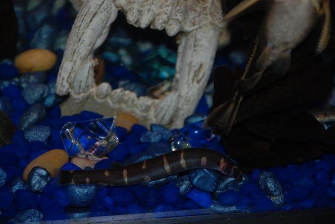 freshwater fish - pangio sp. - black kuhlii loach stocking in 37 gallons tank - Pepper the kuhli loach & Marvin the striped raphael cat.