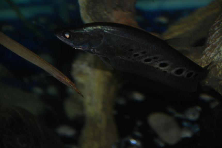Rated #669: Freshwater Fish - Notopterus Chitala - Clown Knife Fish Stocking In 37 Gallons Tank - Demure the spiny eel & Portia the African clown knife.