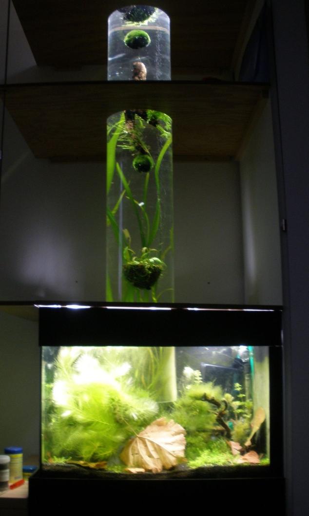 36 gallons planted tank (mostly live plants and fish) - tank with an open bottom column. the shrimps can climb into the column.