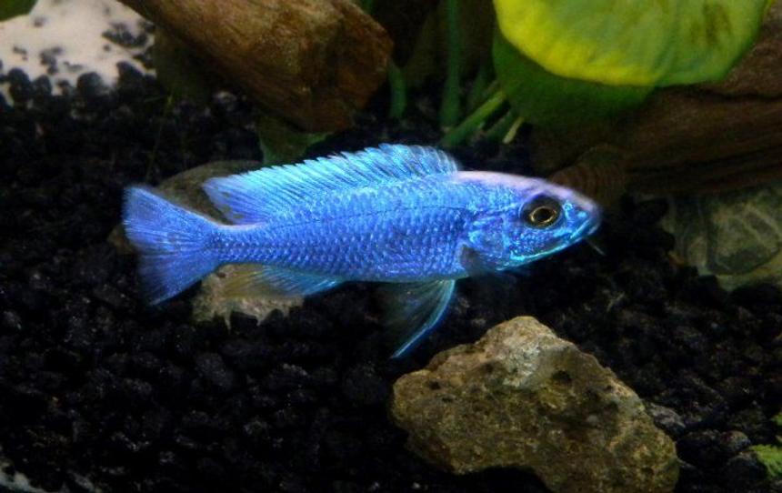Rated #116: Freshwater Fish - Sciaenochromis Fryeri - Electric Blue Hap Stocking In 55 Gallons Tank - Hap. Ahli