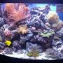 46 gallons reef tank (mostly live coral and fish) - 46G bowfront. August 2010