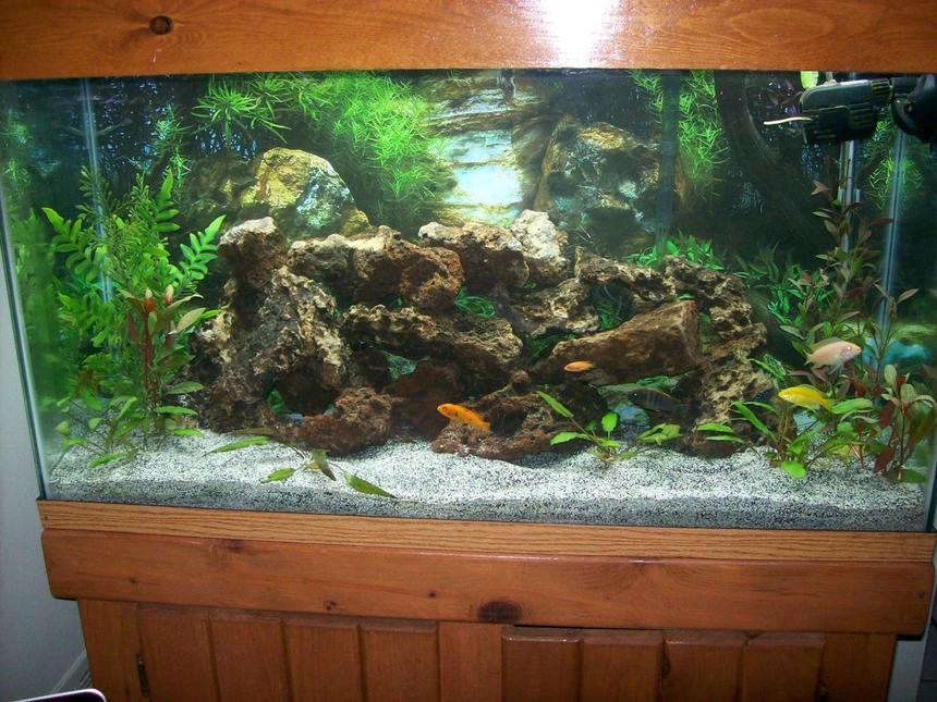 Rated #77: 38 Gallons Freshwater Fish Tank - 38 gallon African Cichlid Tank