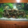 38 gallons freshwater fish tank (mostly fish and non-living decorations) - 38 gallon African Cichlid Tank
