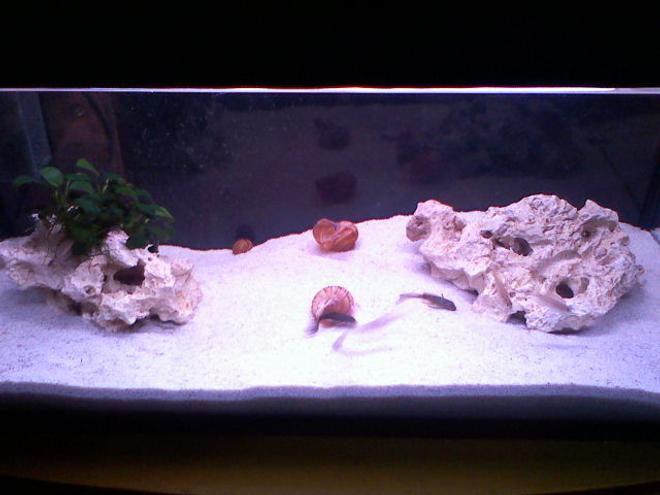 30 gallons freshwater fish tank (mostly fish and non-living decorations) - kriauklinukai