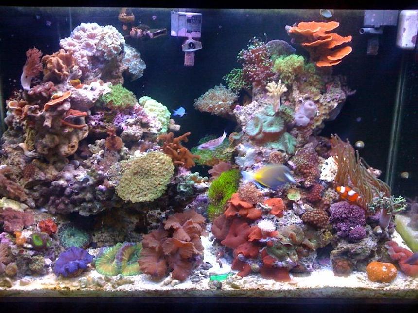 Rated #17: 65 Gallons Reef Tank - July 2010