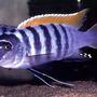freshwater fish - maylandia emmiltos - red top zebra stocking in 72 gallons tank - My red top zebra