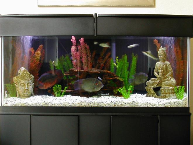 55 gallons freshwater fish tank (mostly fish and non-living decorations) - 55 Gallon Community tank with Asian flair.