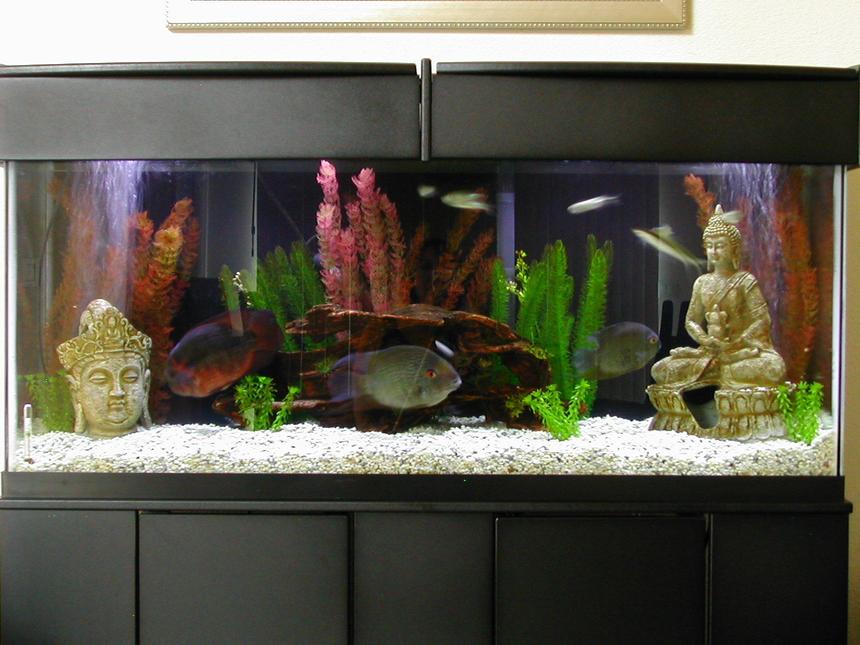 Rated #112: 55 Gallons Freshwater Fish Tank - 55 Gallon Community tank with Asian flair.