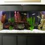 55 gallons freshwater fish tank (mostly fish and non-living decorations) - 55 Gallon Community tank with Asian flair.