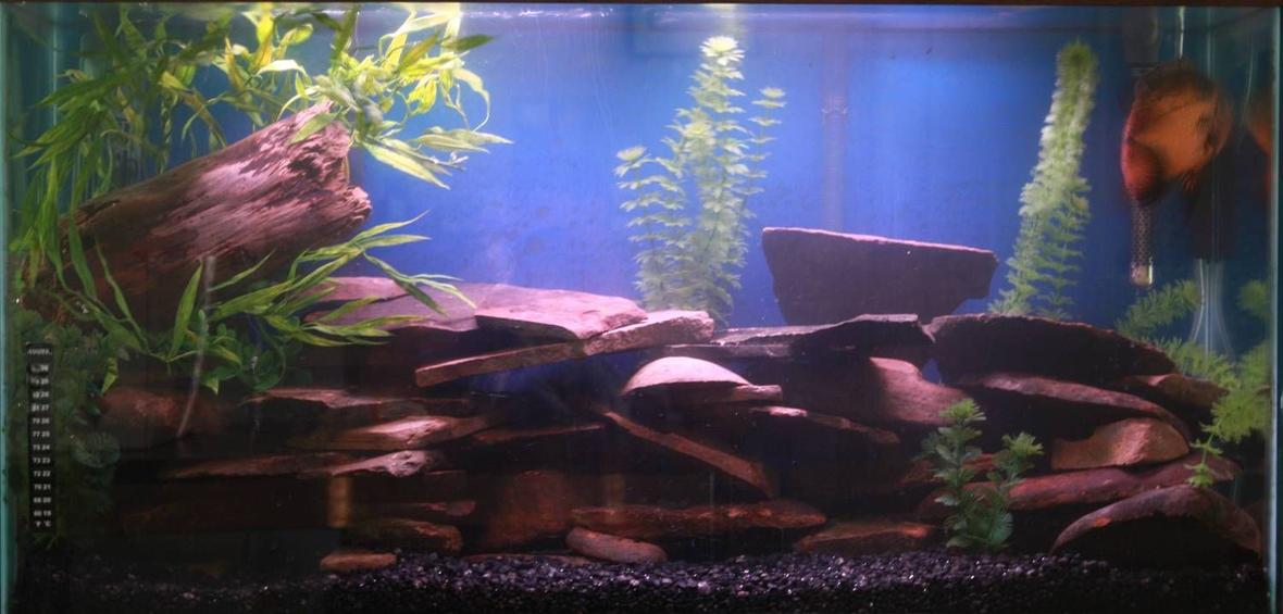 fish tank picture - Tank at Fire Station (Work) we decorated going to be placing cichlids in.