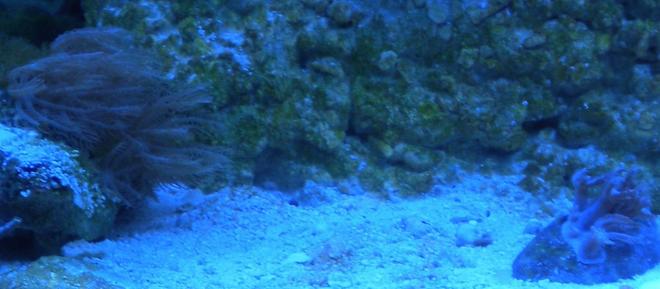 corals inverts - anthelia sp. - waving hand - blue stocking in 75 gallons tank - Anthelia frags