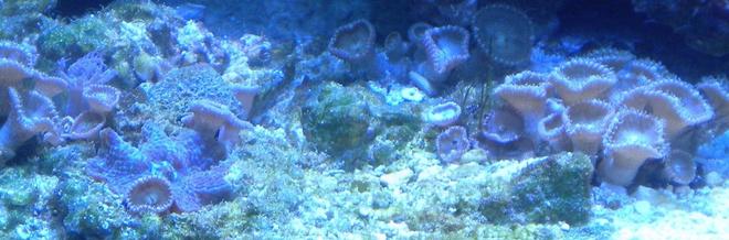 corals inverts - protopalythoa sp. - button polyp stocking in 75 gallons tank - button polyps