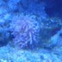 corals inverts - ricordea yuma - flower / ricordea mushroom, purple stocking in 75 gallons tank - purple ricordia