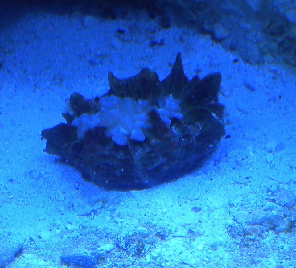 corals inverts - physogyra sp. - bubble coral stocking in 75 gallons tank - bubble coral