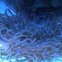 corals inverts - macrodactyla doreensis - long tentacle anemone stocking in 75 gallons tank - long tentacle anemone
