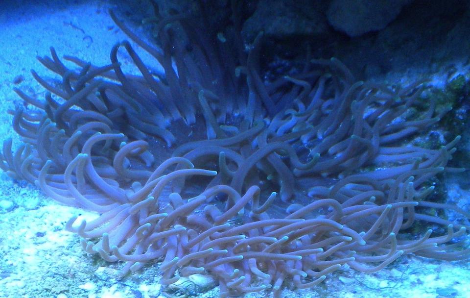 corals inverts - macrodactyla doreensis - long tentacle anemone stocking in 75 gallons tank - long tentacle anemone