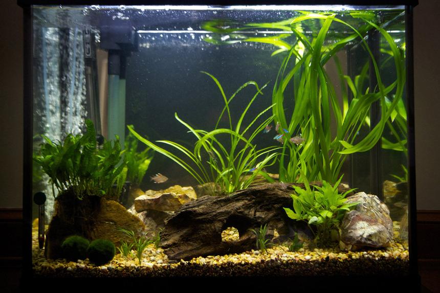 Rated #86: 37 Gallons Planted Tank - Central American stream aquarium