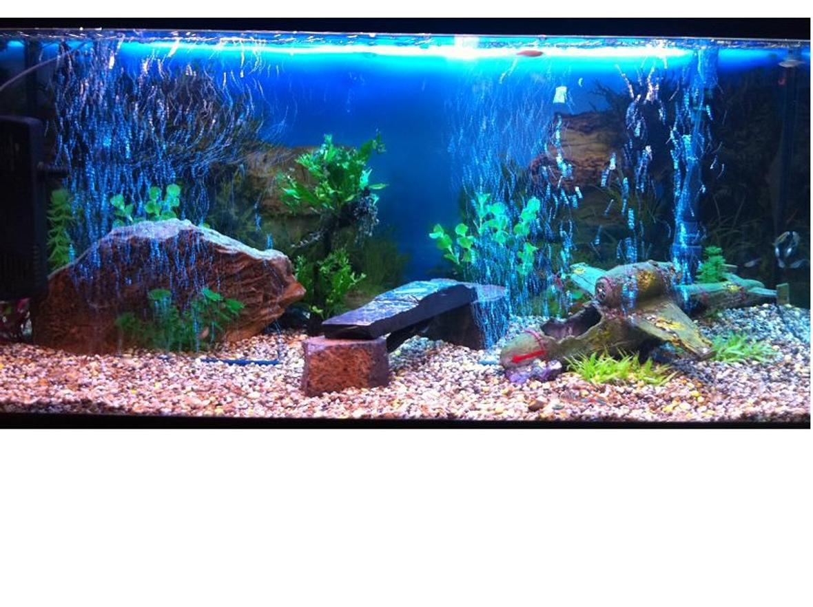 61 gallons freshwater fish tank (mostly fish and non-living decorations) - Tank overview