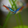 freshwater fish - paracheirodon innesi - neon tetra jumbo stocking in 37 gallons tank - "V" is for victory! Neon tetras