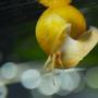 corals inverts - pomacea bridgesii - mystery snail stocking in 37 gallons tank - Snail got some air in his shell and floated like this a while before grabbing onto the wall.