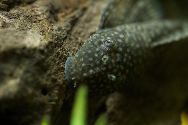 freshwater fish - ancistrus sp. - bushy nose pleco l-144 stocking in 37 gallons tank - Young Bristlenose Pleco. His bristles are just starting to appear!
