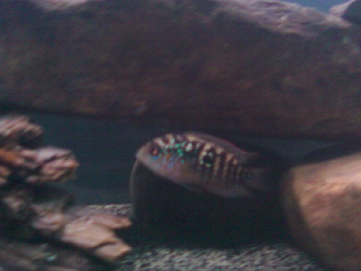 freshwater fish - nandopsis octofasciatum - jack dempsey stocking in 55 gallons tank - this is a picture of my juvenile male jack dempsey cichlid in his new 55 gallon tank