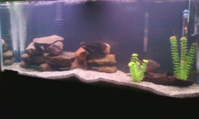 55 gallons freshwater fish tank (mostly fish and non-living decorations) - this is my 55 gallon fish tank with a green terror, a jack dempsey, a convict cichlid, 2 turquoise severums, and a common pleco.
there is also a powerhead, an emperor 400, and a top fin power filter 30. 110 to 120 gallons of filtration.
