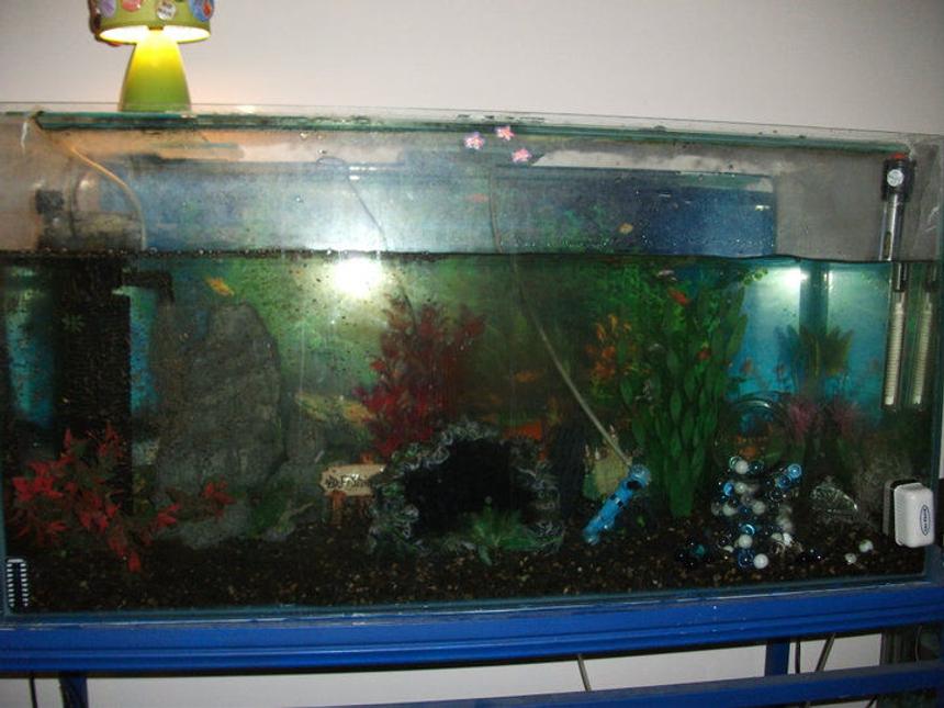 Rated #384: 39 Gallons Freshwater Fish Tank - My cichlid setup