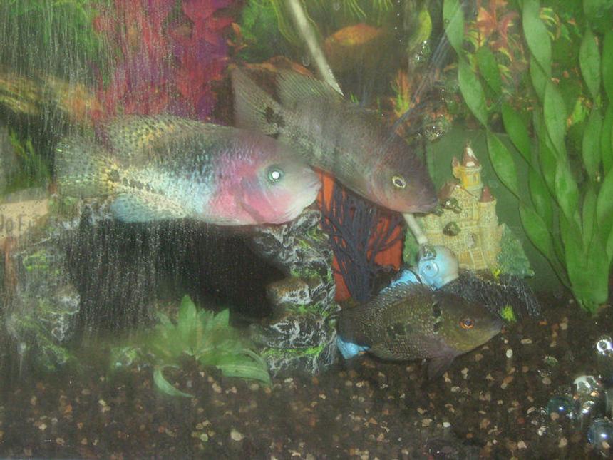 Rated #124: Freshwater Fish - Cichlasoma Sp. - Flower Horn Cichlid Stocking In 39 Gallons Tank - My Cichlids