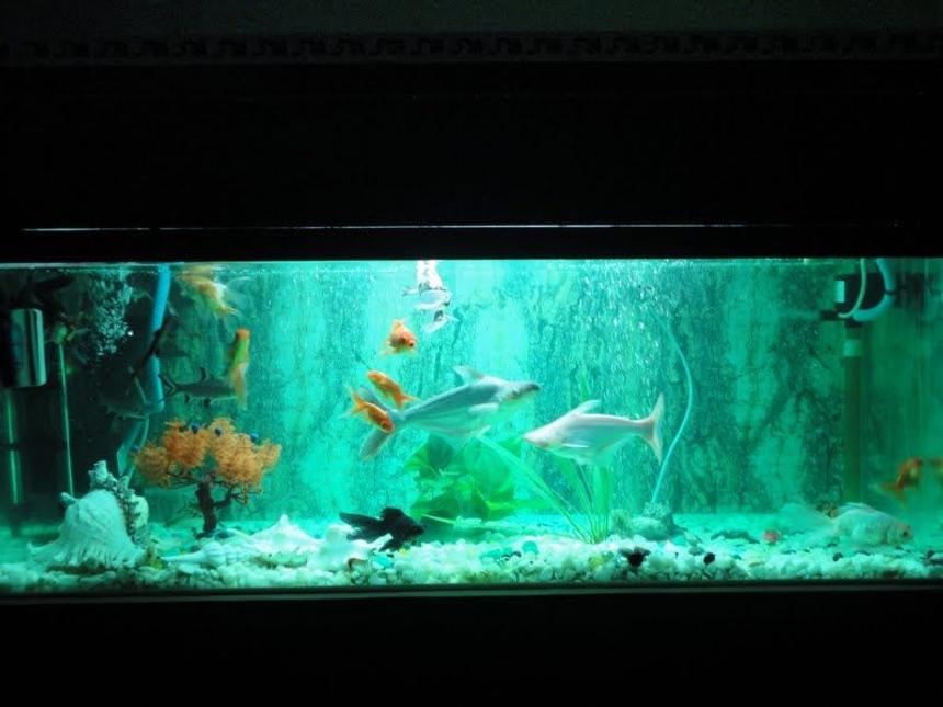 Rated #197: 68 Gallons Freshwater Fish Tank - new setup with green florocent aqua light