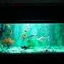 68 gallons freshwater fish tank (mostly fish and non-living decorations) - new setup with green florocent aqua light