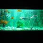 fish tank picture - same tank with green florescent aqua lighting 48"x18"x18" artificial snail shell 4 pcs ,plastic plants,pebbels ,marbel pics etc 72 watts(36+36 watt pll tubes) compact optics florescent tube lights, sobo 3880 roof top filter(2500l/h),sobo 880 roof top filter for activated charcoal and under gravel filter(600l/h),azoo under gravel filter plate 2',atman 300 watt thermostat heater, sobo air pump 3.5 watt (4 l/min) ,sobo magnetic scrubber.