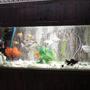 fish tank picture - my new setup for tank same with white light both lighting i am having