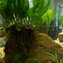 37 gallons planted tank (mostly live plants and fish) - Java Fern on Stone