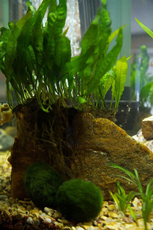 37 gallons planted tank (mostly live plants and fish) - Java Fern on Stone