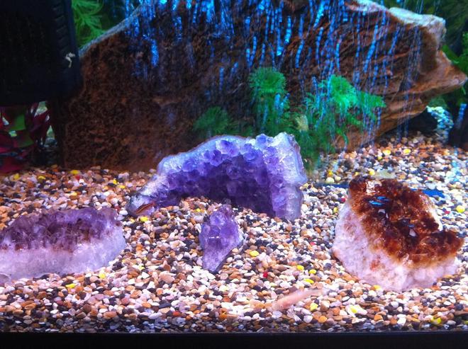 61 gallons freshwater fish tank (mostly fish and non-living decorations) - 1 albino coro and a cherry barb in Amethyst Valley