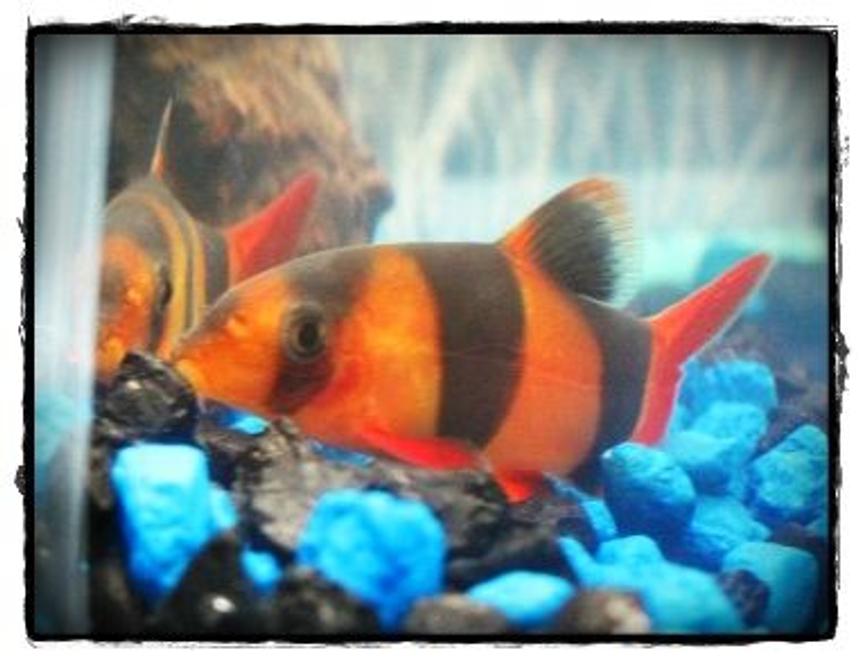 Rated #96: Freshwater Fish - Botia Macracantha - Clown Loach Stocking In 10 Gallons Tank - He loves to look at himself :)