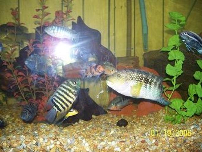 freshwater fish - heros serverus - green severum stocking in 150 gallons tank - jack