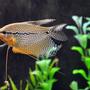freshwater fish - trichogaster leeri - pearl gourami stocking in 55 gallons tank - Male pearl gourami.