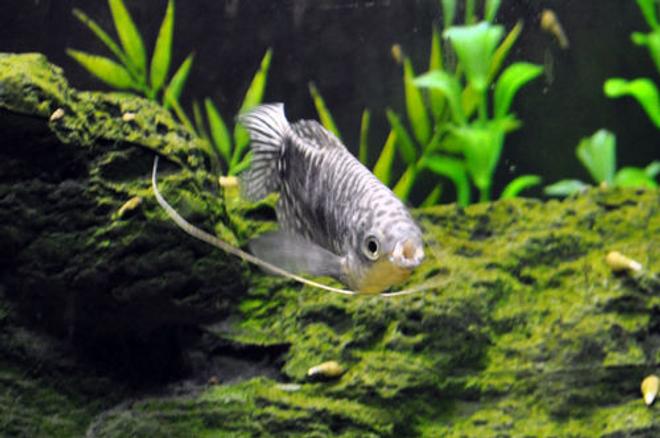 freshwater fish - trichogaster trichopterus - opaline gourami stocking in 55 gallons tank - Pucker up! Opaline gourami kisses!