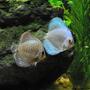 freshwater fish - symphysodon sp. - blue diamond discus stocking in 55 gallons tank - Blue diamond and blue snakeskin discus.