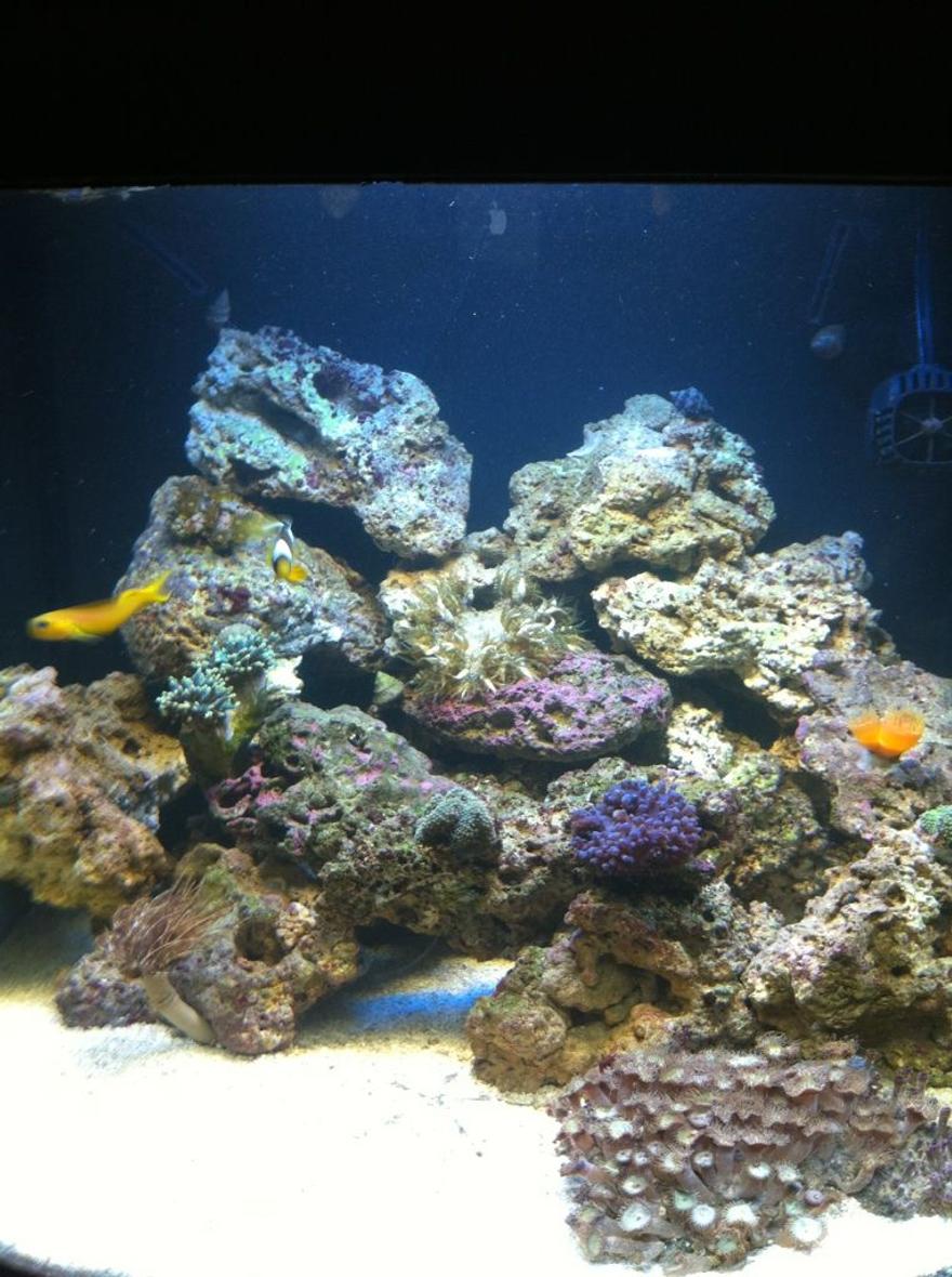 Rated #124: 28 Gallons Reef Tank - These were all taken with an iphone 4 which I think is pretty good quality. I am looking for suggestions!!!