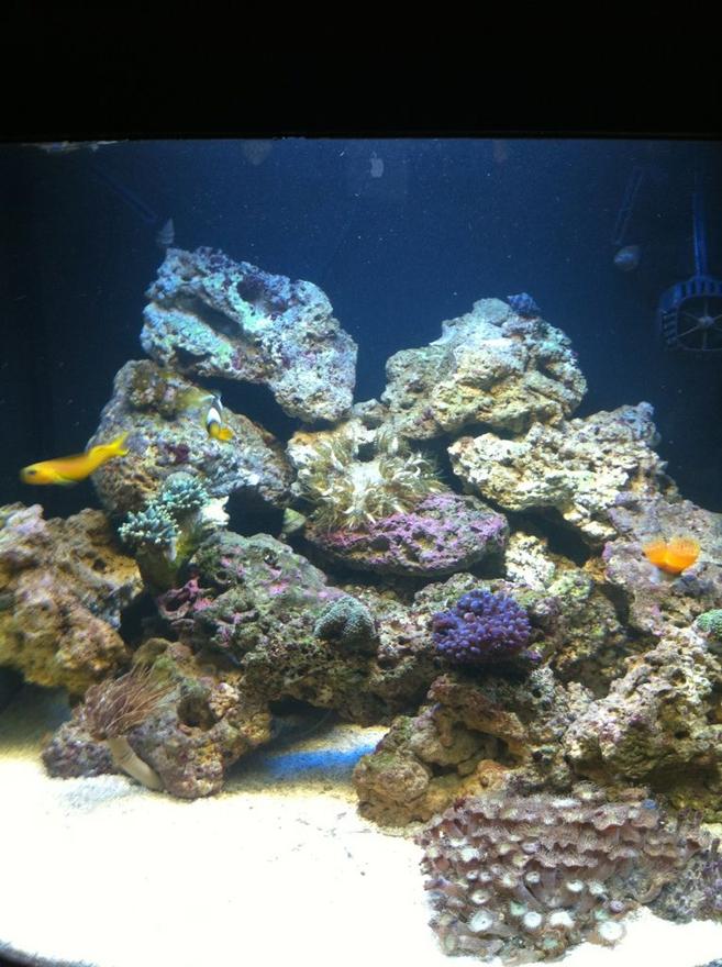 28 gallons reef tank (mostly live coral and fish) - These were all taken with an iphone 4 which I think is pretty good quality. I am looking for suggestions!!!