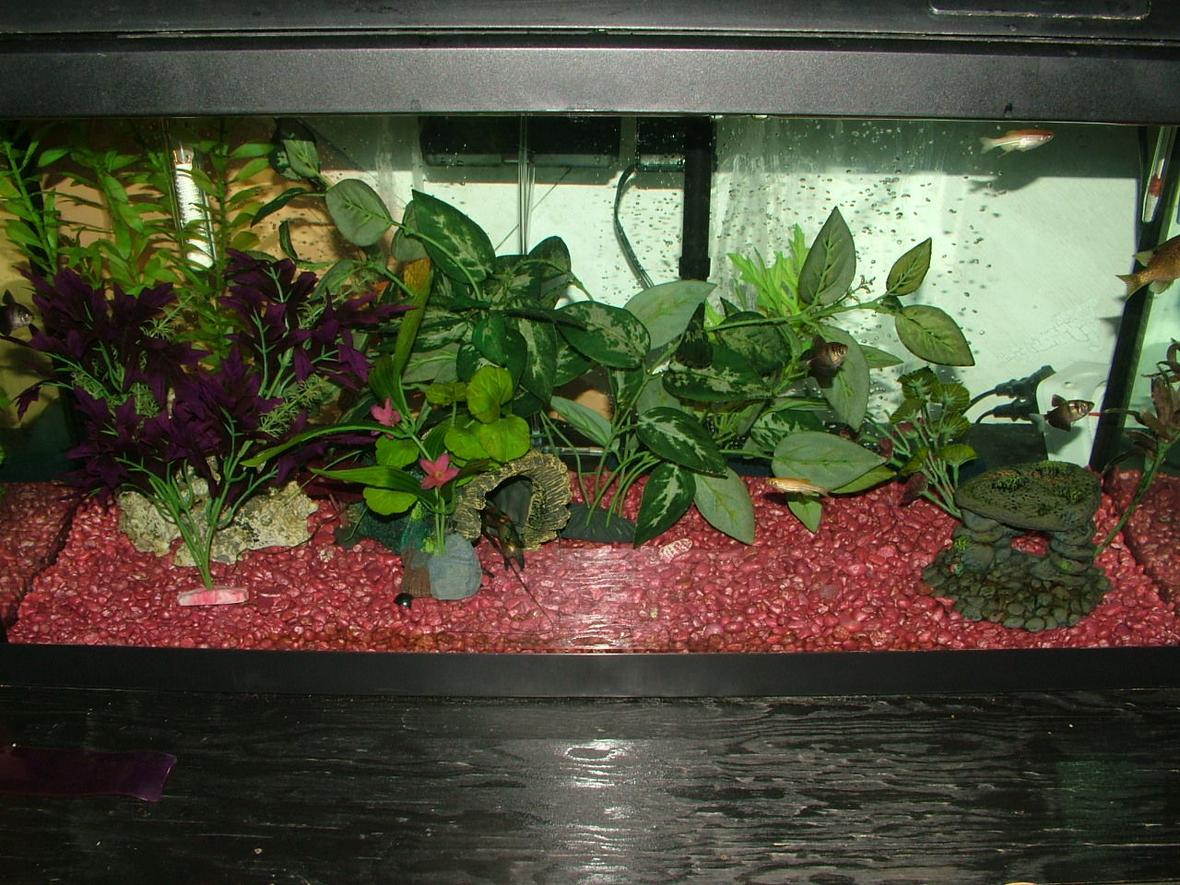 25 gallons freshwater fish tank (mostly fish and non-living decorations) - My 25 gallon tank