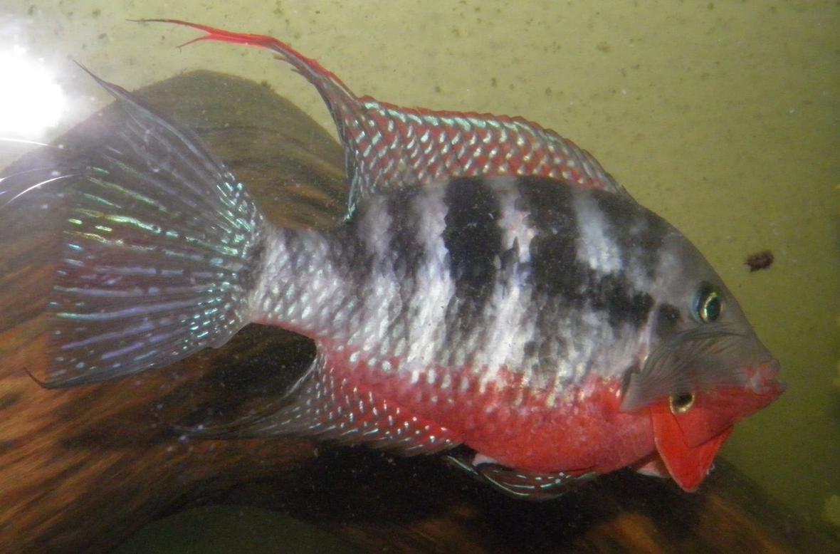 freshwater fish - thorichthys meeki - firemouth cichlid stocking in 230 gallons tank - 5" Firemouth cichlid / Thorichthys meeki going into attack mode