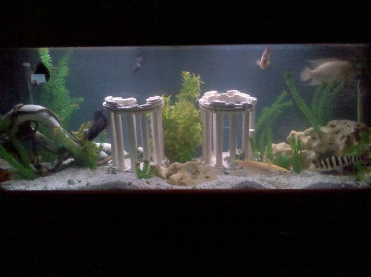 125 gallons freshwater fish tank (mostly fish and non-living decorations) - just chaged my tank up a little foggy from adding stuff but trying to get it all right