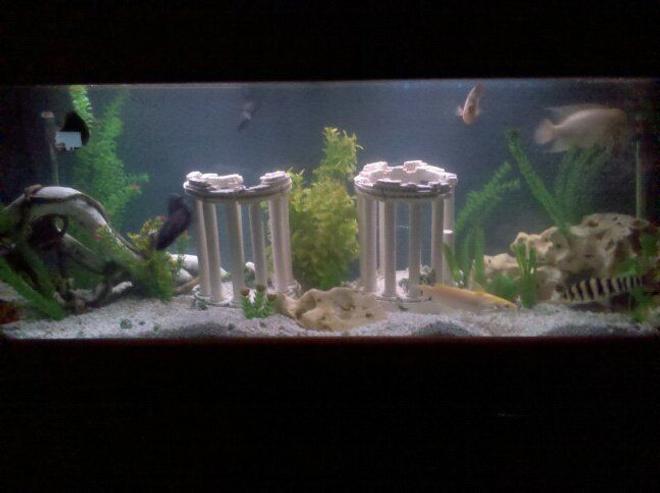 125 gallons freshwater fish tank (mostly fish and non-living decorations) - just chaged my tank up a little foggy from adding stuff but trying to get it all right