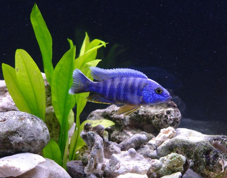 freshwater fish - aulonocara hansbaenschi - red shoulder peacock stocking in 55 gallons tank - Red Shoulder Peacock - Aulonocara stuartgranti (Metangula)