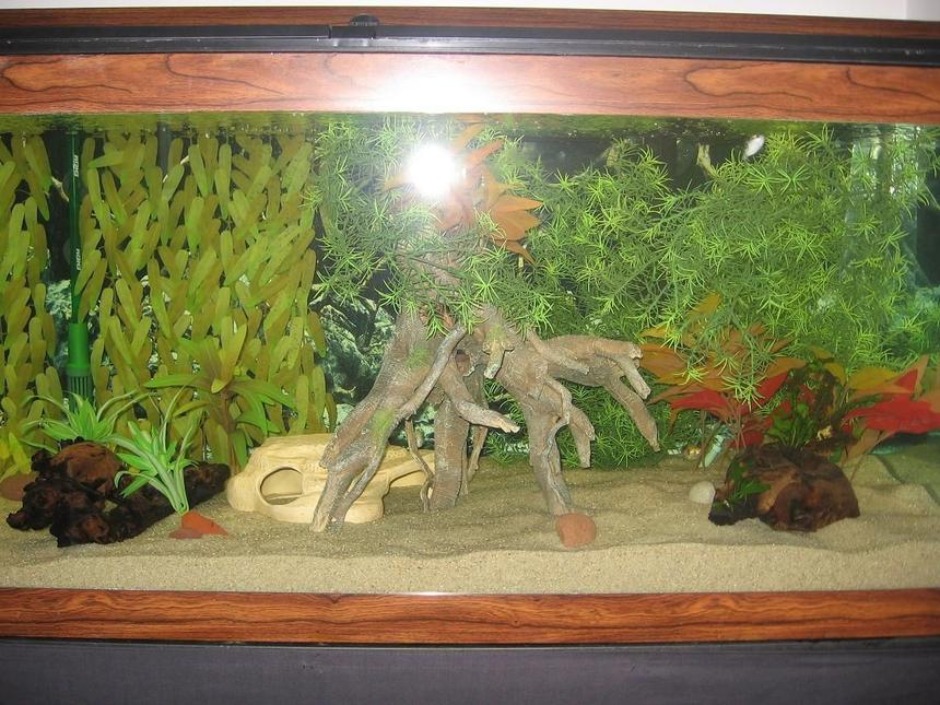 Rated #229: 75 Gallons Freshwater Fish Tank - 75g Brackish Set-up. GSP in top right.